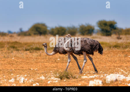 Struzzo, in Etosha, Africa wildlife safari Foto Stock