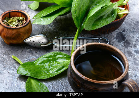 Piantaggine tè con fresche ribwort Piantaggine foglie Foto Stock
