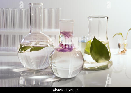 Diversi articoli di vetreria di laboratorio con piante su tavola Foto Stock