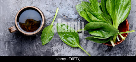 Piantaggine tè con fresche ribwort Piantaggine foglie Foto Stock