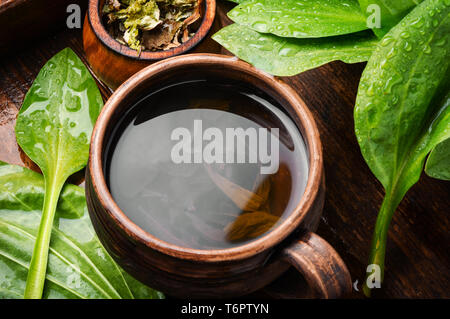 Il tè alle erbe e le erbe.omeopatici fatti in casa da tè piantaggine Foto Stock
