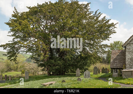 La Chiesa di San Michele, Discoed, POWYS, GALLES. Cinque mila anni di yew tree (Taxus baccata) nel sagrato della chiesa, uno dei 5 alberi più vecchi in Gran Bretagna Foto Stock
