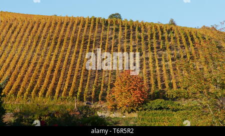 Vigneto in tardo autunno Foto Stock