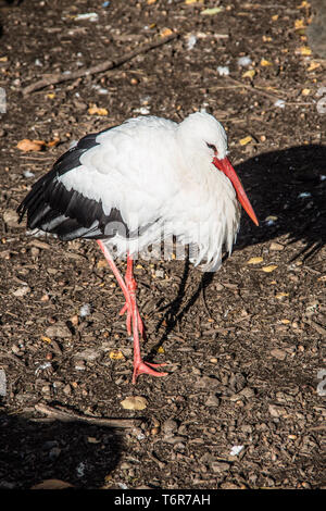 Stork sorge nella foresta Foto Stock