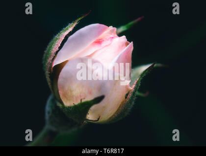 Ripresa macro di un bocciolo di rosa su sfondo scuro Foto Stock