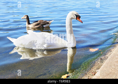 Bella Swan e anatra all'interno del lago del parco di Londra Foto Stock