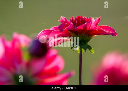 Sfondo verde con red dahlia Foto Stock