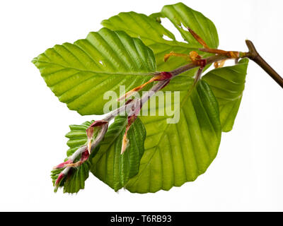 Molla emergenti fogliame del faggio comune, Fagus sylvatica, mostrando la foglia bud scale su sfondo bianco Foto Stock