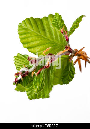 Molla emergenti fogliame del faggio comune, Fagus sylvatica, mostrando la foglia bud scale su sfondo bianco Foto Stock