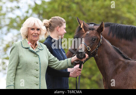 La duchessa di Cornovaglia con un mare di nome Royal Rascal e i suoi sei settimane di puledro durante una visita alla National Stud di Newmarket. Foto Stock