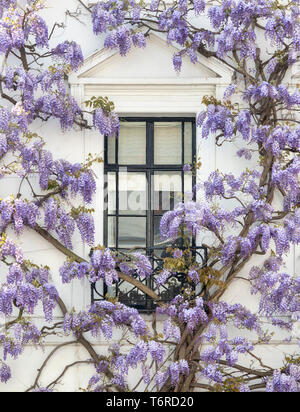 Il Glicine su una casa in luogo di inscatolamento, Kensington, Londra, Inghilterra Foto Stock