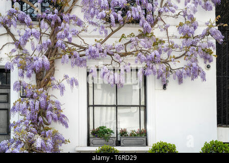 Il Glicine su una casa in luogo di inscatolamento, Kensington, Londra, Inghilterra Foto Stock