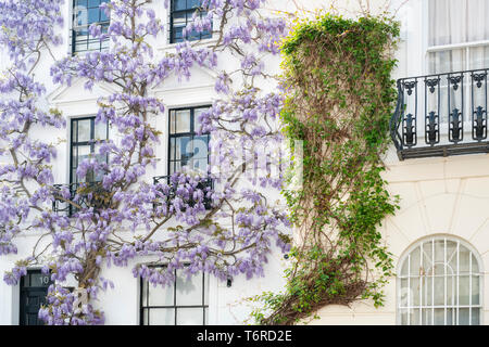 Il Glicine su una casa in luogo di inscatolamento, Kensington, Londra, Inghilterra Foto Stock