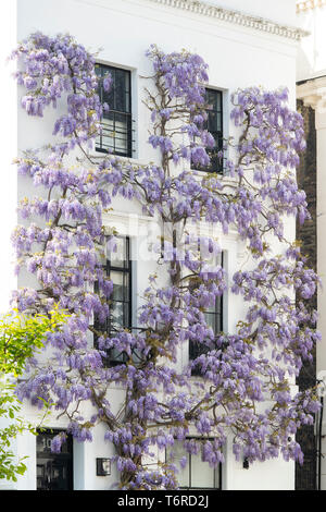 Il Glicine su una casa in luogo di inscatolamento, Kensington, Londra, Inghilterra Foto Stock