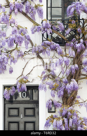 Il Glicine su una casa in luogo di inscatolamento, Kensington, Londra, Inghilterra Foto Stock