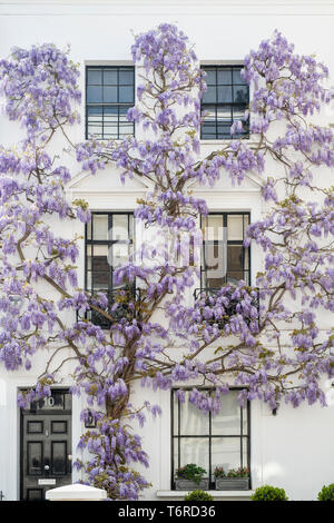 Il Glicine su una casa in luogo di inscatolamento, Kensington, Londra, Inghilterra Foto Stock