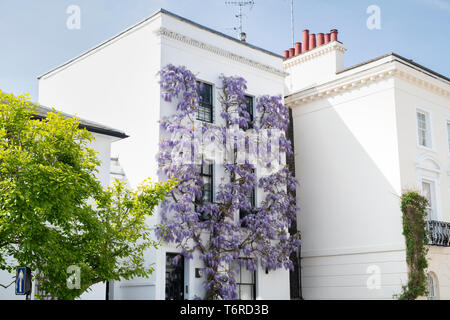 Il Glicine su una casa in luogo di inscatolamento, Kensington, Londra, Inghilterra Foto Stock