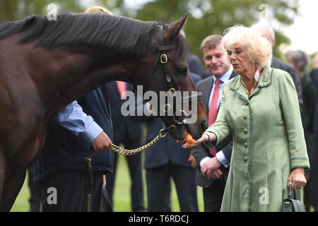 La duchessa di Cornovaglia alimenta una carota a uno stallone di nome Tempo Test durante una visita alla National Stud di Newmarket. Foto Stock