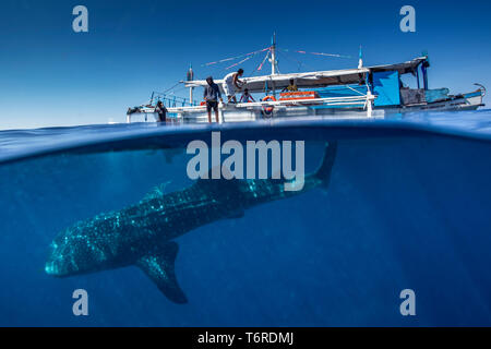 Sopra-sotto la foto di un squalo balena (Rhincodon typus ) al di sotto di una banca tour in barca nella baia di Honda, Puerto Princesa, PALAWAN FILIPPINE. Foto Stock