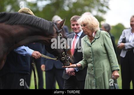 La duchessa di Cornovaglia alimenta una carota a uno stallone di nome Tempo Test durante una visita alla National Stud di Newmarket. Foto Stock