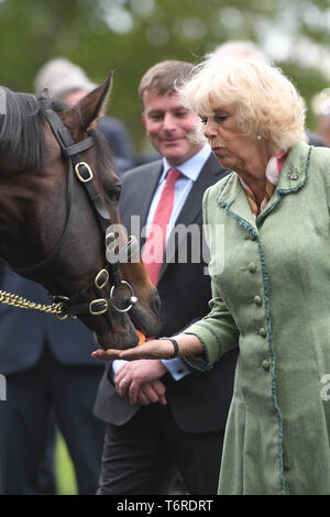 La duchessa di Cornovaglia alimenta una carota a uno stallone di nome Tempo Test durante una visita alla National Stud di Newmarket. Foto Stock