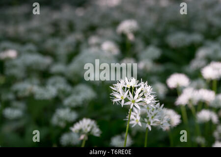 Bianco fiore in fiore fiorisce in ambiente naturale. Allium ursinum, aglio selvatico bloom. Foto Stock