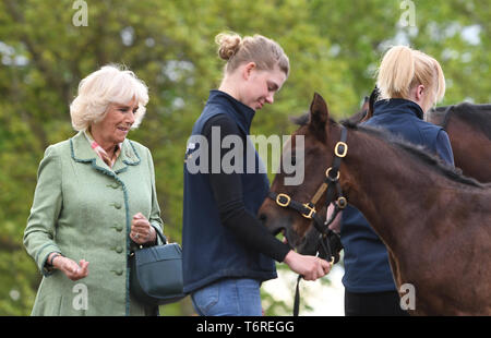 La duchessa di Cornovaglia con un mare di nome Royal Rascal e i suoi sei settimane di puledro durante una visita alla National Stud di Newmarket. Foto Stock