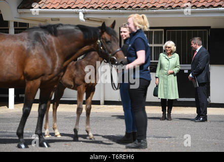 La duchessa di Cornovaglia con un mare di nome Royal Rascal e i suoi sei settimane di puledro durante una visita alla National Stud di Newmarket. Foto Stock