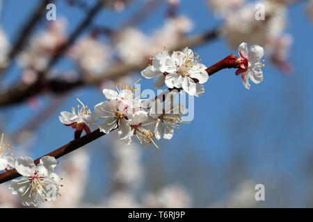 La fioritura dei ciliegi in Primavera. Sakura bianco fiori su un ramo contro il cielo blu, sfondo romantico Foto Stock