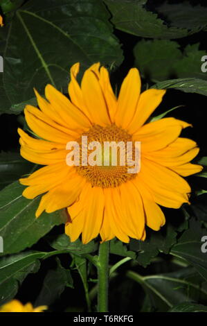 Primo piano di girasoli nei campi nei pressi di Kazanlak, Bulgaria Foto Stock