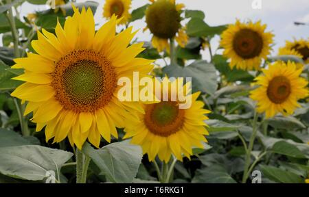 Primo piano di girasoli nei campi nei pressi di Kazanlak, Bulgaria Foto Stock