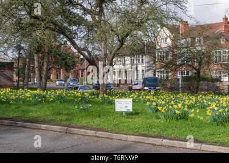 Display a colori di narcisi in fiore da una strada trafficata junction, Northampton, Regno Unito; noto come campo di speranza e dedicata alle borse Marie Curie di ospitalità per la carità Foto Stock