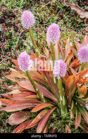 Palude rosa, hellonias bullata, pianta adatta per habitat umidi - paludi e paludi torba piante torba fiori muschio torba Foto Stock