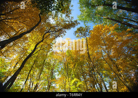 Vista cielo attraverso gli alberi di una foresta in autunno. Guardando verso l'alto gli alberi. Basso angolo vista sul baldacchino della foresta Foto Stock