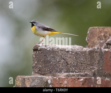 Grigio maschio Wagtail, Motacilla cinerea,su un vecchio muro di mattoni, il Galles Centrale, Powys, Maggio 2019 Foto Stock