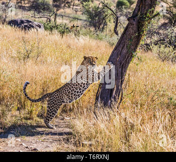 African leopard acuisce artigli su albero Foto Stock