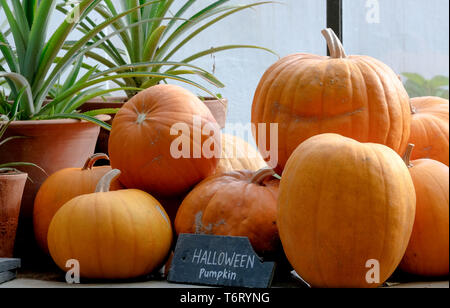 Zucche impilate sul ripiano in farm shop, con segno slateboard lettura: zucche di Halloween Foto Stock