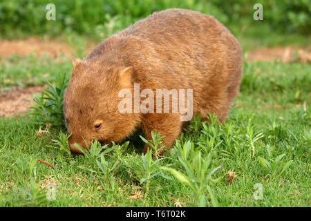 Wombat in Australia Foto Stock