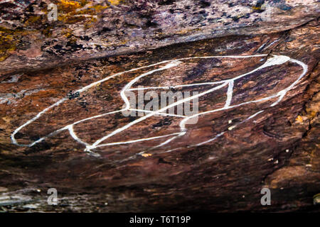 Guida nativa spiegando Aborigeno di arte rupestre in Tom lungo sognare, Gunbalanya, Australia Foto Stock