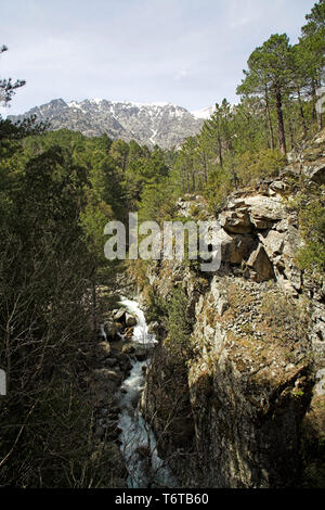 Le montagne che si eleva al di sopra di foreste di conifere nella valle Verjellu,Parc Naturel Regional de la Corse, Corsica, Francia Foto Stock