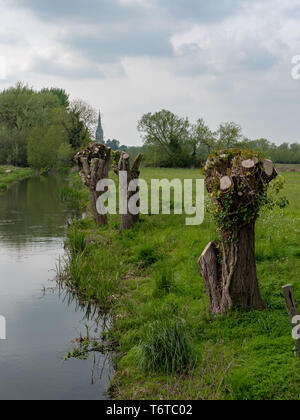 La Cattedrale di Salisbury vista da Britford con salici pollarded in primo piano. Foto Stock