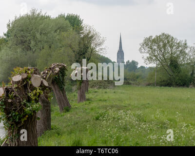 La Cattedrale di Salisbury vista da Britford con salici pollarded in primo piano. Foto Stock