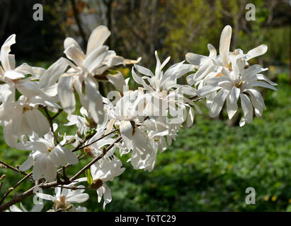 Magnolia kobus, noto come mokryeon, kobus magnolia, o kobushi magnolia, specie di Magnolia nativa per il Giappone e occasionalmente coltivata in un clima temperato Foto Stock