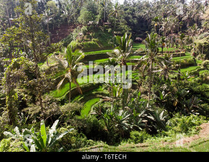 Drone vista aerea del Tegallalang terrazze di riso in Ubud, Bali, Indonesia Foto Stock