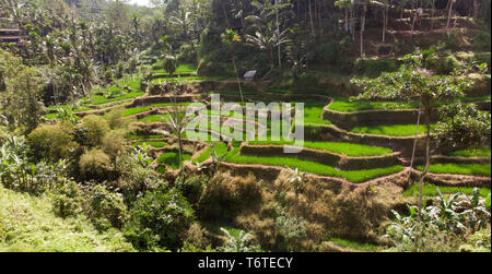 Drone vista aerea del Tegallalang terrazze di riso in Ubud, Bali, Indonesia Foto Stock