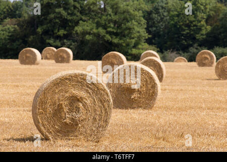 Paesaggio DEL REGNO UNITO: tempo di mietitura, fienagione - Colli di fresco round balle di paglia / fieno in agricoltore del campo. Close up di balla rotonda (Fine) nella foto in primo piano. Foto Stock