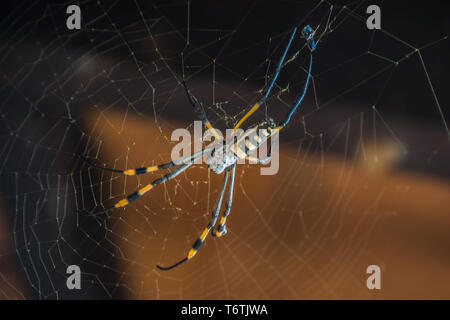 Un nastrare zampe golden orb-web spider (Nephila senegalensis), Hoedspruit Sud Africa. Foto Stock