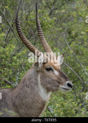 Testa, maschio waterbuck comune (Kobus ellipsiprymnus), Fiume Kambaku Sands, Timbavati Game Reserve, Sud Africa. Foto Stock