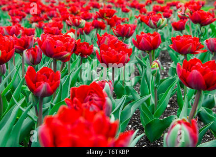 Un grande campo di colore rosso brillante tulipani con steli verdi sotto il cielo aperto Foto Stock