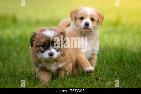 Due piccoli adorabili cuccioli giocare insieme su erba verde Foto Stock